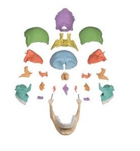 Układ kostny ERLER ZIMMER 4708