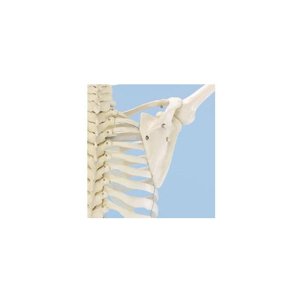 Układ kostny ERLER ZIMMER WILLI