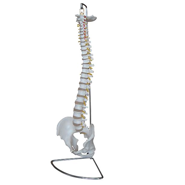 Układ kostny HeineScientific H129993