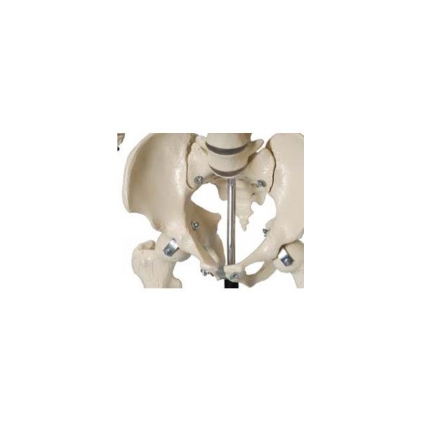 Układ kostny Rüdiger-Anatomie A200