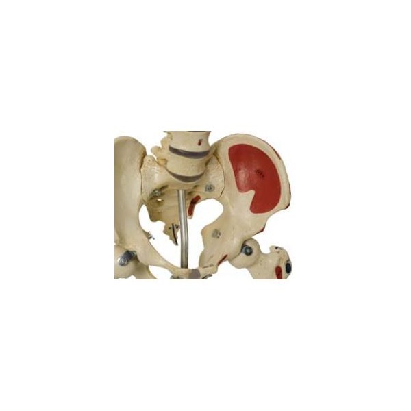Układ kostny Rüdiger-Anatomie A200.1