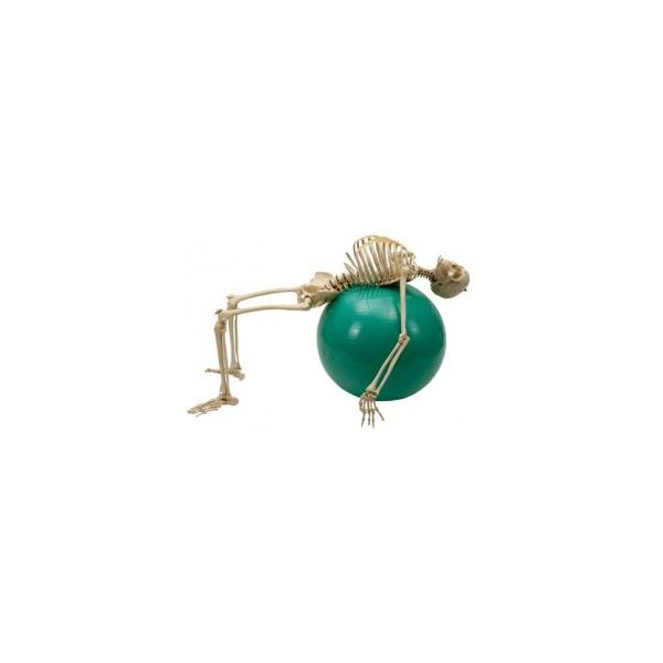 Układ kostny Rüdiger-Anatomie A203