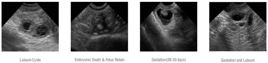 Ultrasonografy wielonarządowe weterynaryjne - USG SIUI CTS-900V Neo