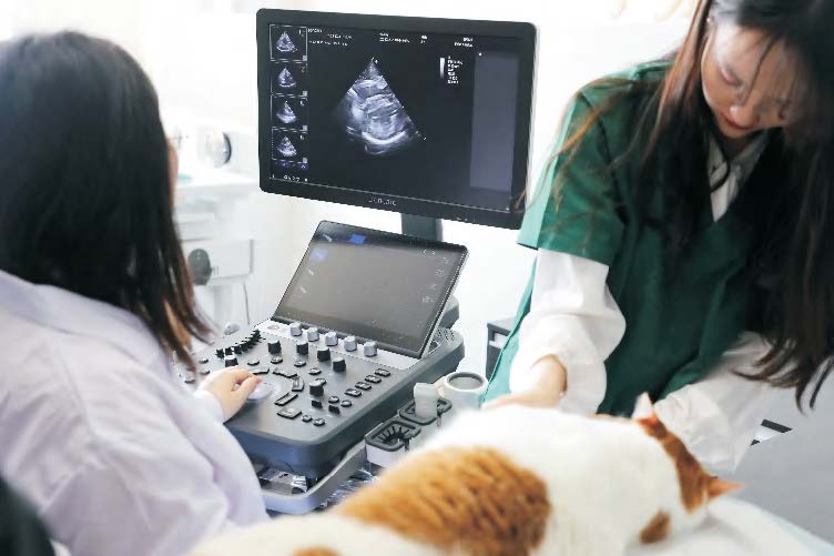 Ultrasonografy wielonarządowe weterynaryjne - USG ZONCARE VU60