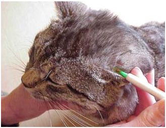 Urządzenia do usuwania kleszczy Innotech Sweden Trix lasso