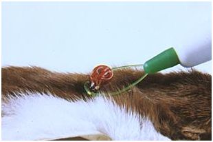 Urządzenia do usuwania kleszczy Innotech Sweden Trix lasso